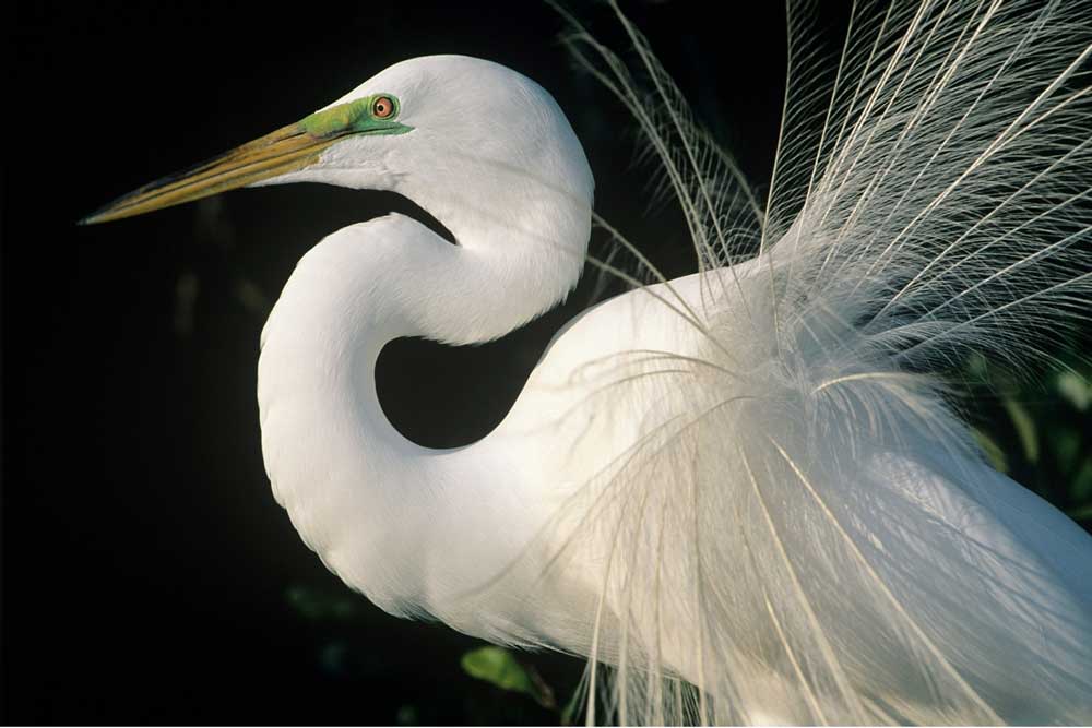 Adelaide International Bird Sanctuary National Park / Winaityinaityi Pangkara