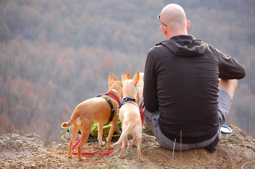 A man gone hiking with his dogs in the mountains