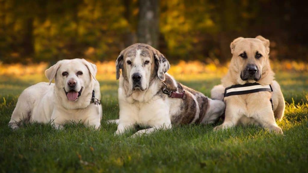 Three dogs lying in the grass