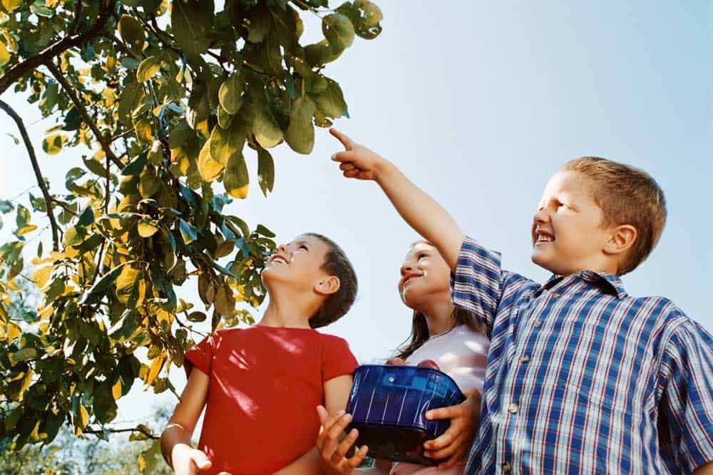 Children picking at an orchard on a weekend at Perth