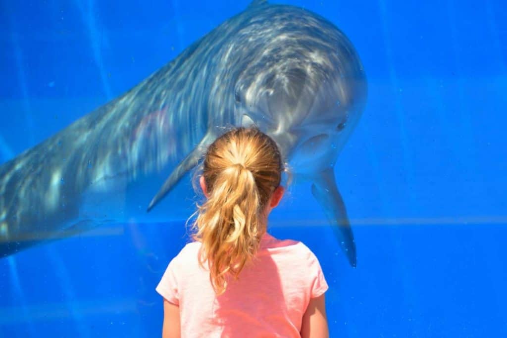 Girl watching dolphin