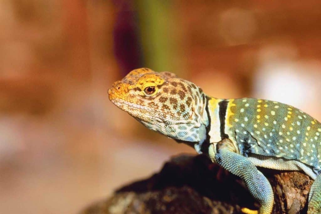 outback australia animals iguana